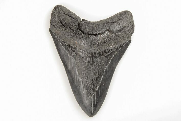 Bargain, Fossil Megalodon Tooth - South Carolina #196863